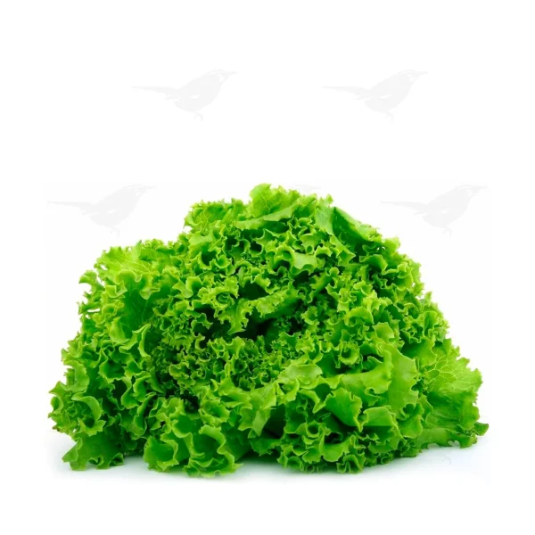 Lechuga Italiana 1 Pieza