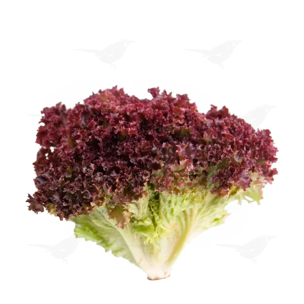 Lechuga Sangría 1 Pieza